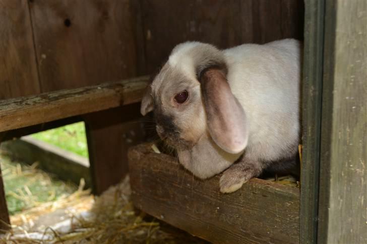 Kanin Eliot - slapper lidt:-D foto:mig billede 10