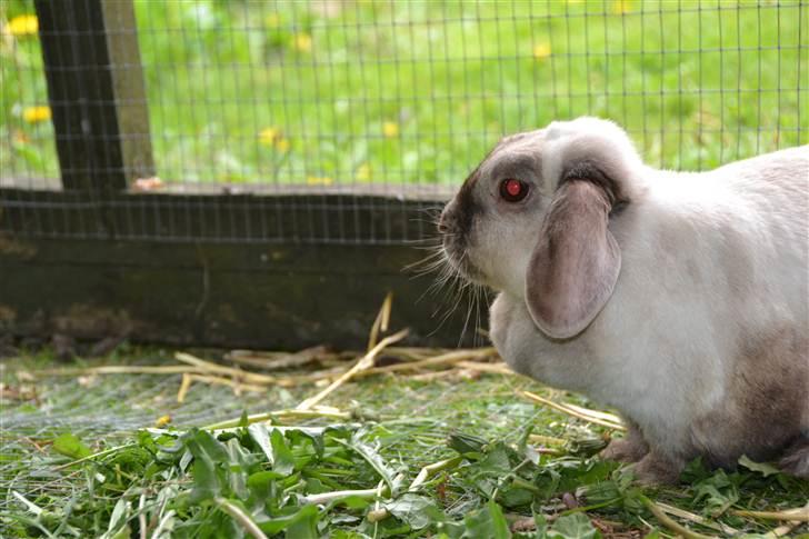 Kanin Eliot - foto:mig billede 12