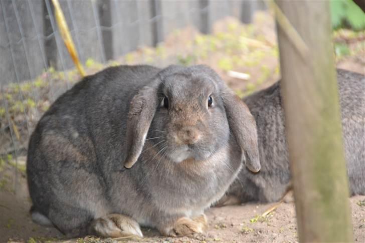 Kanin Bob - smukke tihi! foto:mig billede 1