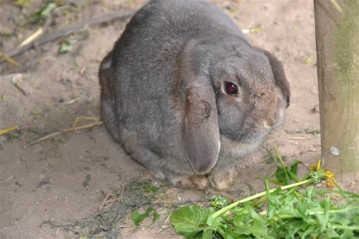Kanin Bob - spiser grønt:) foto:mig billede 3