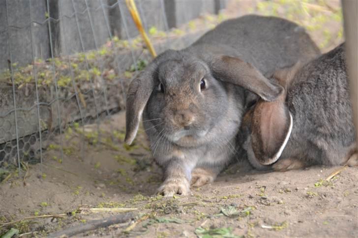 Kanin Bob - ligger ned foto:mig billede 4