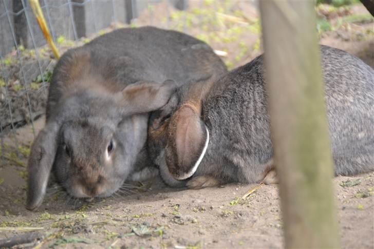 Kanin Bob - snuser til jorden foto:mig billede 5