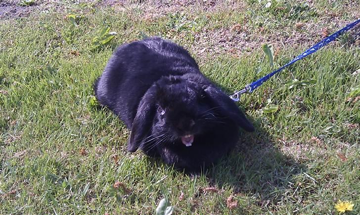 Kanin Nadia - er jeg ikkke søde jeg vis lige min tænder hehehe billede 14