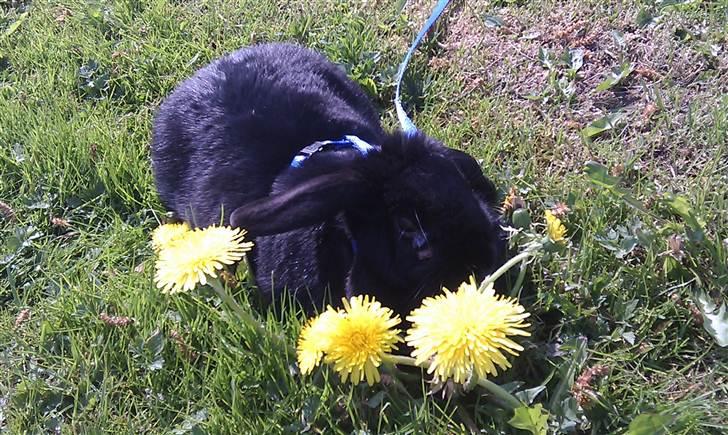 Kanin Nadia - sedder og spiser mælkbøtter billede 15