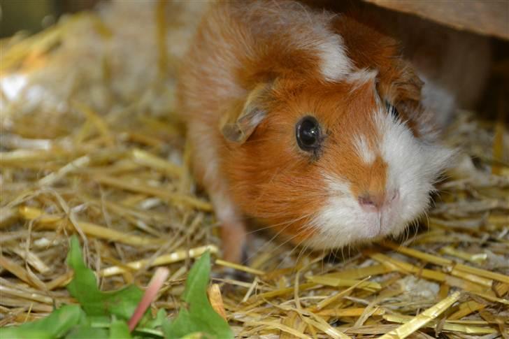 Marsvin molly R.I.P :´( - hej med jer! billede 1