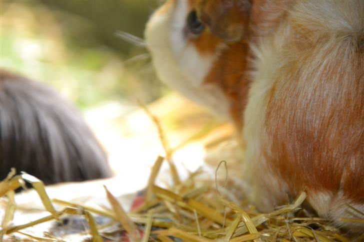 Marsvin molly R.I.P :´( - nå nu vil jeg gå udenfor kom med! billede 2