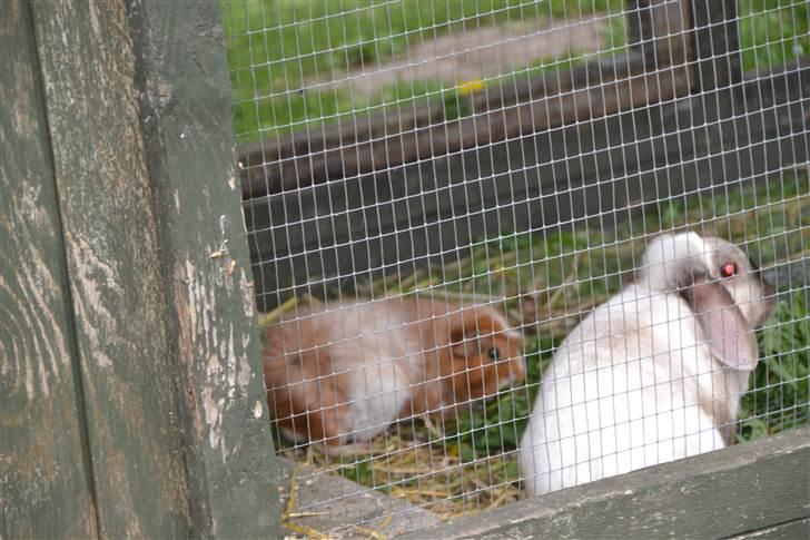 Marsvin molly R.I.P :´( - så nu er jeg ude her er min nye kaninven Eliot:) billede 3