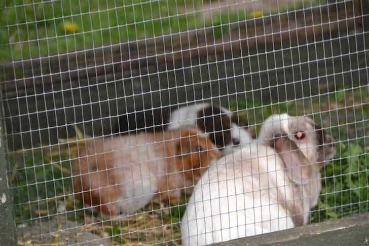 Marsvin molly R.I.P :´( - og her er så tilde mig og Eliot. billede 4