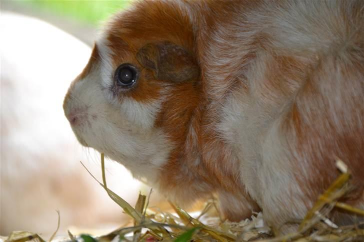 Marsvin molly R.I.P :´( - nu er jeg inde igen det begyndte at regne:)  billede 5