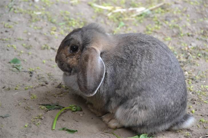 Kanin Deleila - hej velkommen til min profil:) billede 1