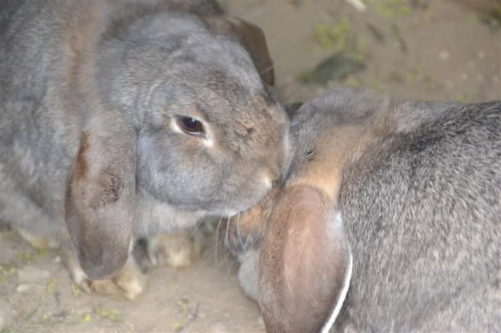 Kanin Deleila - nurhh! Bob vasker mig! billede 2