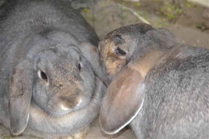 Kanin Deleila - så må jeg hellere også vaske ham<3 billede 3