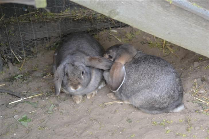 Kanin Deleila - her er sidder jeg sammen med Bob billede 4