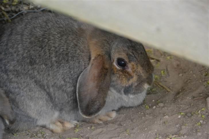 Kanin Deleila - her er jeg under trappen billede 5