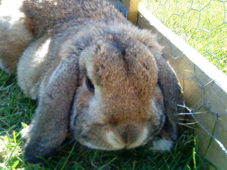 Kanin Stampe billede 1