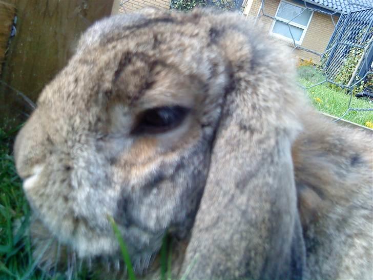 Kanin Stampe billede 2