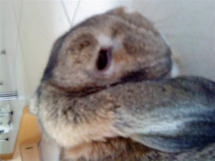 Kanin Stampe billede 3