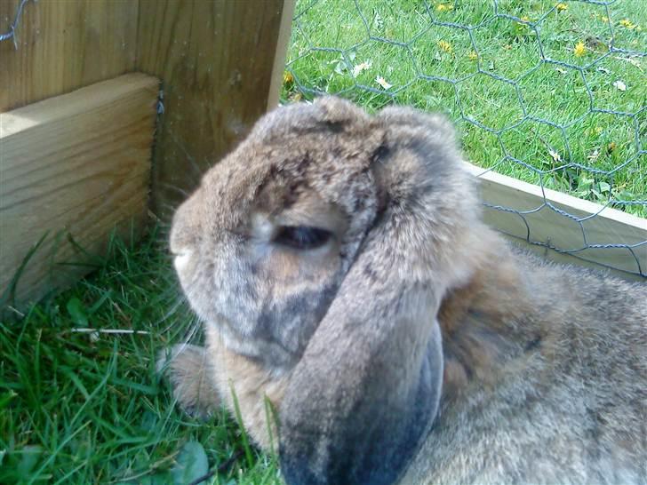 Kanin Stampe billede 4