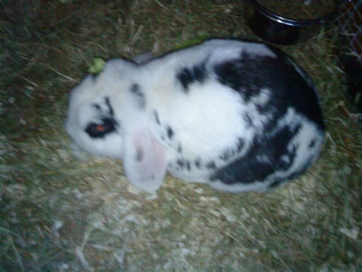 Kanin Stampe - hans bedste veninde som han måtte sige farvej til. billede 5