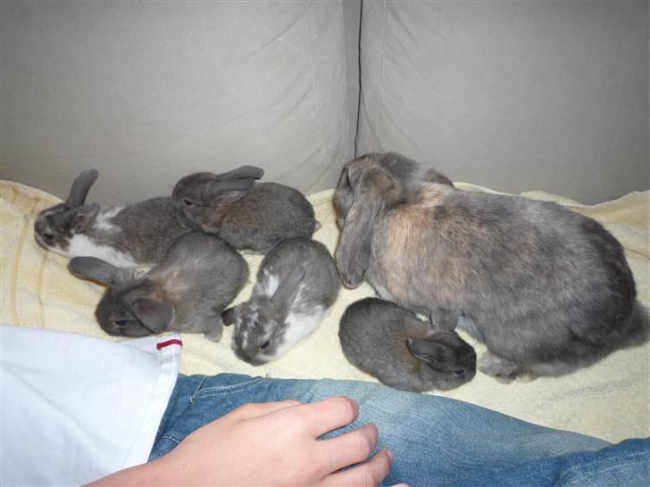 Kanin Deleila - her er jeg som lille sammen med mine søskende og min mor<3 billede 6