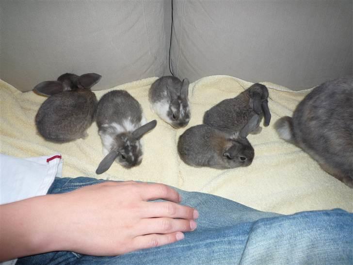 Kanin Bob - sammen med sine søskende og mor da han var lille foto:mig billede 6