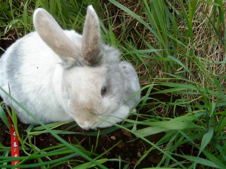 Kanin Pote billede 1