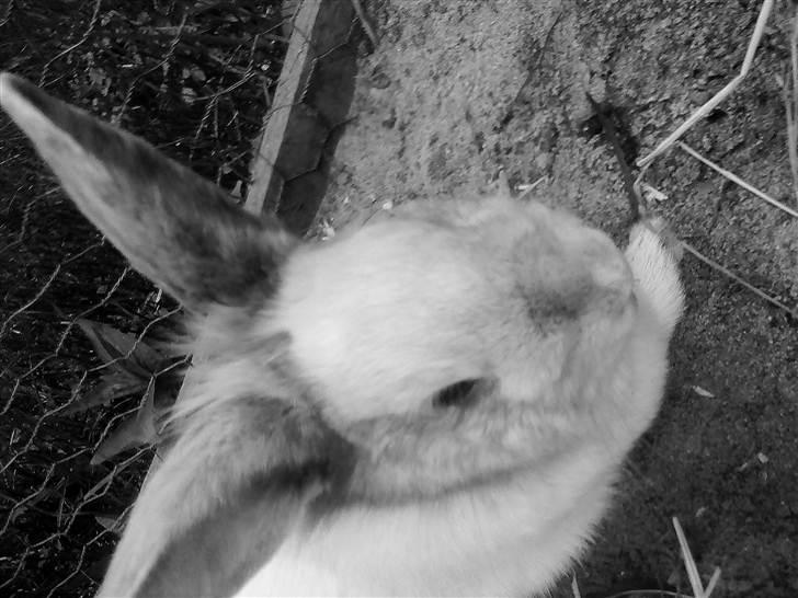 Kanin Pote billede 2