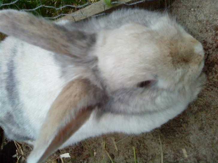 Kanin Pote billede 3