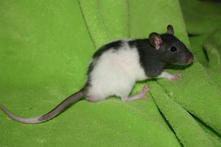 Tamrotte West Coast Charles Darwin billede 9