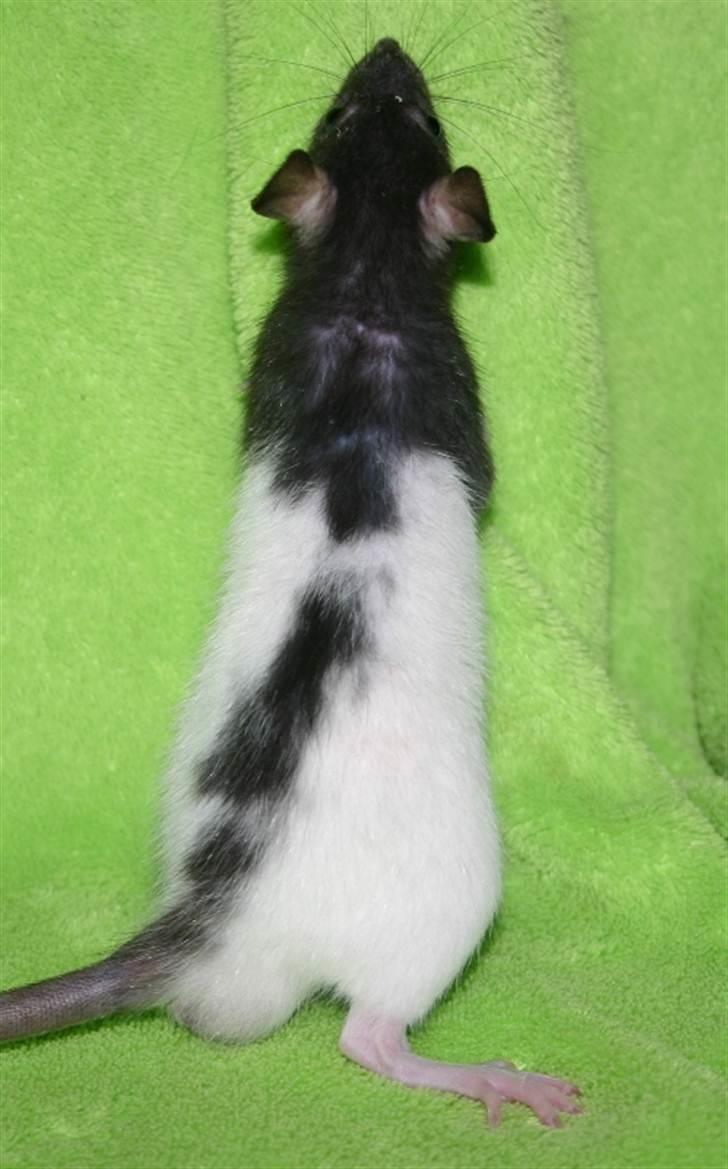 Tamrotte West Coast Charles Darwin billede 10