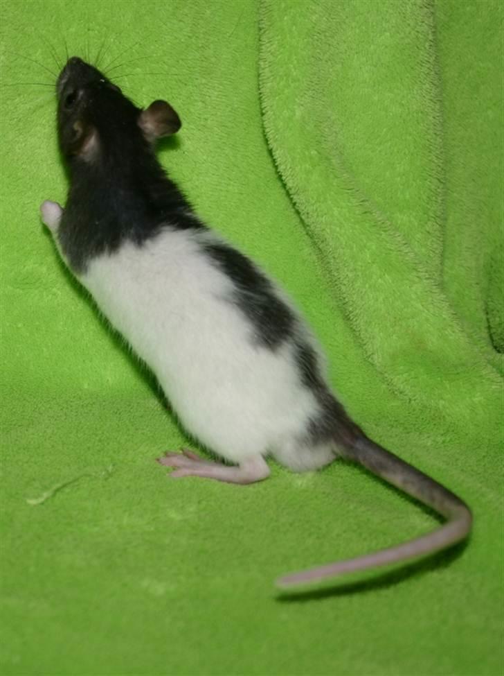 Tamrotte West Coast Charles Darwin billede 11