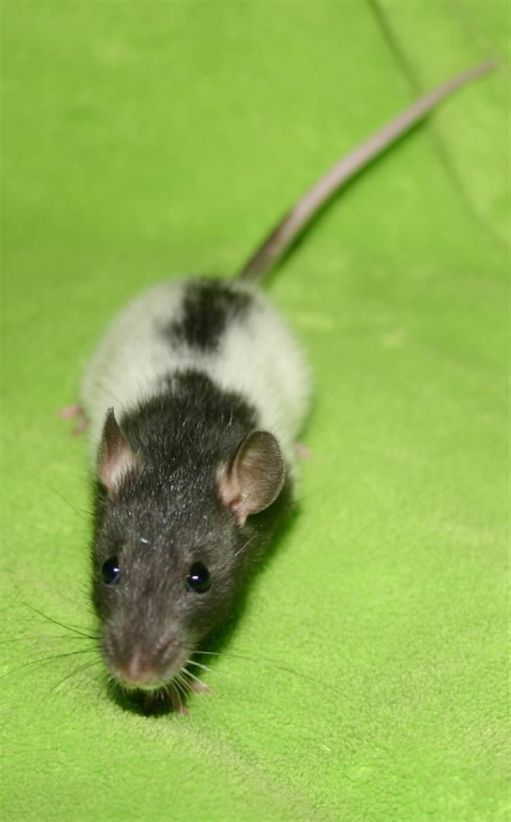 Tamrotte West Coast Charles Darwin billede 12