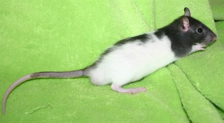 Tamrotte West Coast Charles Darwin billede 13