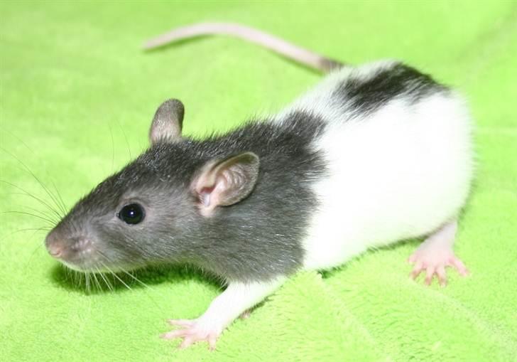 Tamrotte West Coast Charles Darwin billede 14