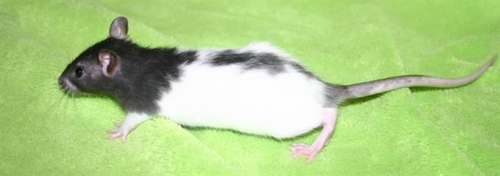 Tamrotte West Coast Charles Darwin billede 15