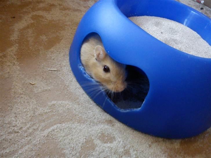 Ørkenrotte Titto - Der er så trygt her inde billede 2