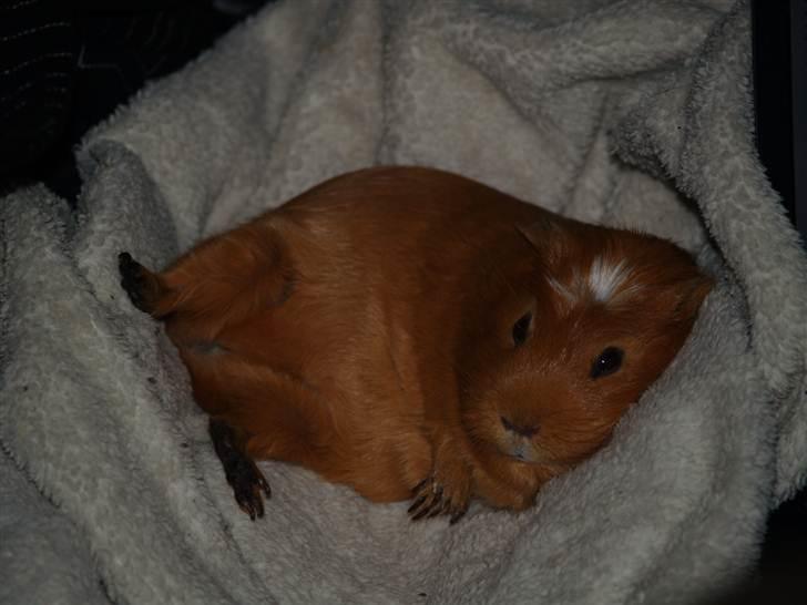 Marsvin Didi - Tak for besøget .. det var sq hårdt. billede 10