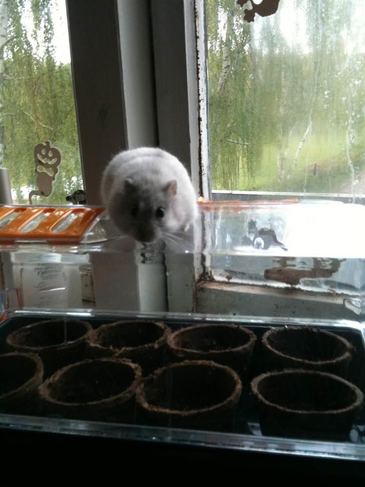 Dværghamster spunk (løbet væk) billede 14