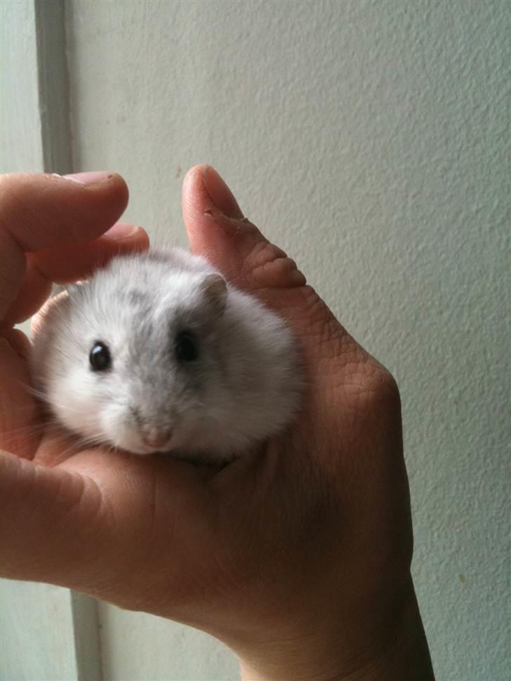 Dværghamster spunk (løbet væk) billede 16