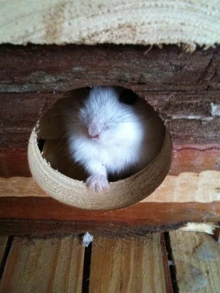 Dværghamster spunk (løbet væk) billede 17