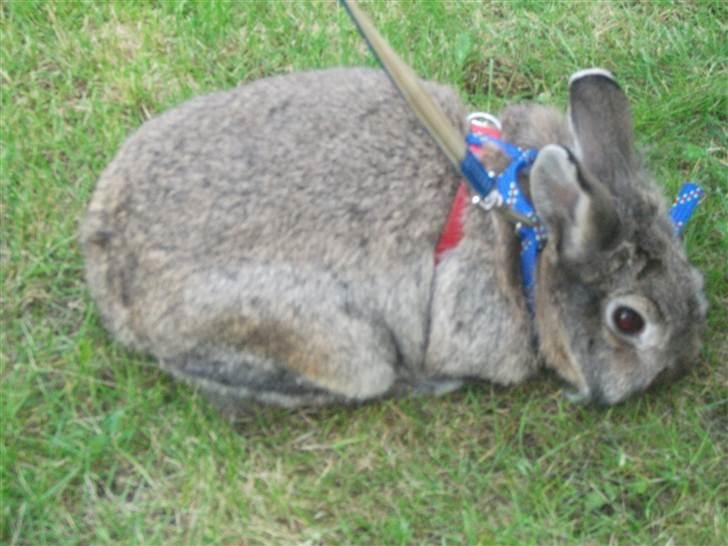 Kanin bella. - er jeg ikke smuk billede 8