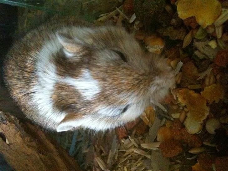 Ørkenrotte Pussy billede 2
