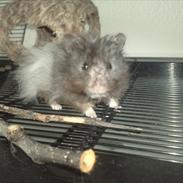 Hamster Pjalte