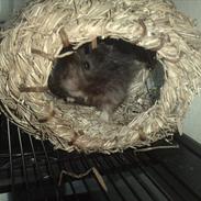 Hamster Pjalte