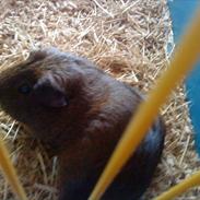 Marsvin ¨˜°º•¤ Misty ¤•º°˜¨