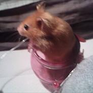 Hamster Chilli