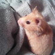 Hamster Chilli