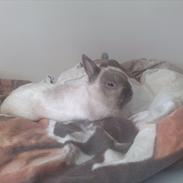 Kanin Fnuggi † R.I.P. † *Savner dig*