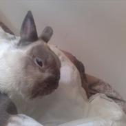 Kanin Fnuggi † R.I.P. † *Savner dig*