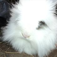 Kanin pjuske